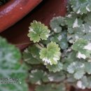 초가정원 이미지