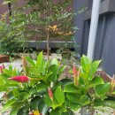 [귀촌한 만데빌라] 여름에 꽃피우는 덩굴식물 이미지