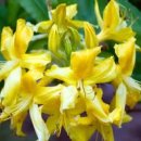 Rhododendron luteum 이미지