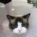 고양이이발관 송도점 이미지