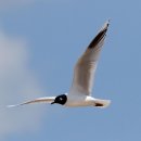 갈매기 이미지