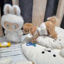 타피 허그미 스너글 클래식 오트밀 M사이즈 리얼후기 (피카고 애자일 유모차 호환)
