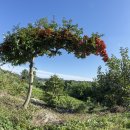 금수산 농원 이미지