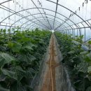 가브리엘 농장 이미지