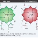 장수 엽록소 이미지