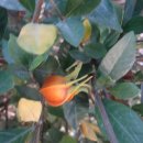 칠서초등학교 이령분교 이미지