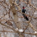 경안천 4 이미지