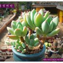 화이트로즈 - 연제구 | 화이트로즈