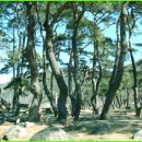 3-8-34. 한밤마을 홍천뢰의 소나무 숲 이미지