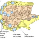 혈구생성과정 (hematopoiesis) 면역세포 (immune cells) 임프조직 (lymphoid tissues) 임프구와 임프의 순환 이미지