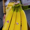 이기석농장 | (총각네 과일) 7월 13일 비오기전에 수확한 당도 너무 찐한 쫀득이백도복숭아 진짜 너무 맛있습니다...