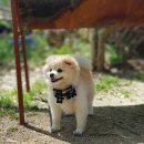 딩가댕댕 | [부산 기타, 애견카페] 부산 기장군 철마면 낙원농원