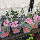 무궁화농원 이미지