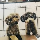 에코 켄넬 이미지