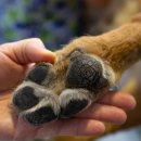 강아지발바닥 이미지