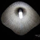 황금동태 이미지