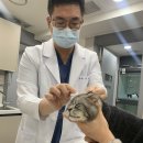 군산의료보조공학센터 | 광주 송암동 동물병원 고양이 치주염 예방을 위한 치석 관리