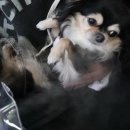 남매약국 | 강아지네블라이저 산소방 에펫네블라이저 심장 관리 시작한 장남이와 노견 삼남매 사용 후기