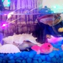 삼죽초교병설유치원 이미지