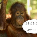 멘타이쇼