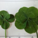 석포초등학교 이미지