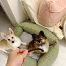 멍멍이집 | [제품리뷰]우리 멍멍이의 최애간식 발견! 멈머다냥 말고기스틱 솔직후기 후기,가격,정보