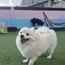 101애견유치원 이미지