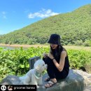 #grooming | 반려견캠핑 레이 캠핑카렌트 차박 고객후기 #문수골캠핑장