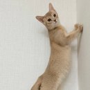 오즈캣 | 도곡동고양이분양후기 미오즈 (meoz) 5개월 캣초딩 폰 아비시니안 '여커'