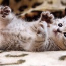 뽀시래기 이미지