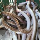 청정장어 이미지