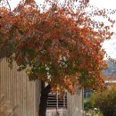 포니랜드 이미지