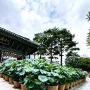 24년 8월_서울 조계사_종로구 사찰/서울 절/33관음성지순례/불교문화사업단/서울 여행/종로 가볼만한곳