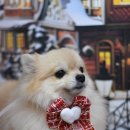 조이펫살롱 이미지