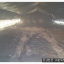 유황오리 농장 바닥에 연탄제을 깔아줍니다 이미지