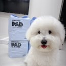 비용지출 확 줄여주는 생활양재 | 강아지 배변판 대형 강아지화장실 배변패드 추천 후기