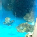 소가주천 | 광주 쭈꾸미 숙회 맛집 두암동 두암골세꼬시 알쭈꾸미 특별한 쌈