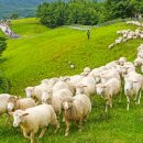 풍전목장 이미지