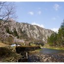 도암천 | 만덕산 두견화 (萬德山 杜鵑花)