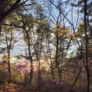 동읍121 | 2026.04.04 천주산 진달래 산행 후기