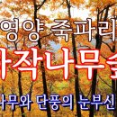 영양 죽파리 자작나무숲+단풍의 조화 이미지