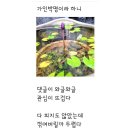 제53강 정사월 시인의 디카시 &#34;가인박명이라 하니&#34; 이미지