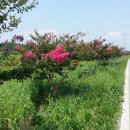 영산로 배롱나무길 이미지