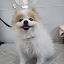 동행펫살롱 이미지