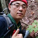봉화산삼