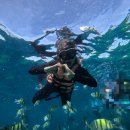 대왕철물 | [4월 보홀 여행기] 필리핀 보홀 자유여행 액티비티 추천 4가지