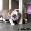 똥꼬발랄 이미지