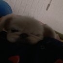 몬스터 페키니즈 이미지