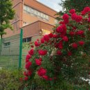 무궁화사 이미지