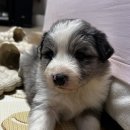 폼스하우스 이미지